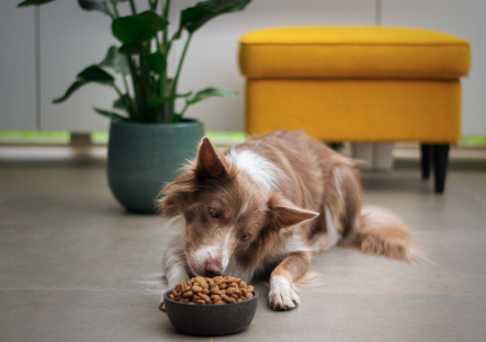 Pet marketing Pet marketing